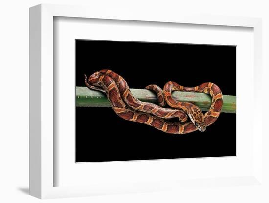 Elaphe Guttata Guttata (Corn Snake)-Paul Starosta-Framed Photographic Print