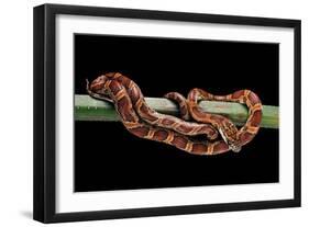 Elaphe Guttata Guttata (Corn Snake)-Paul Starosta-Framed Photographic Print