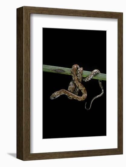 Elaphe Guttata Guttata (Corn Snake)-Paul Starosta-Framed Photographic Print