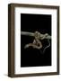 Elaphe Guttata Guttata (Corn Snake)-Paul Starosta-Framed Photographic Print