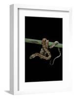 Elaphe Guttata Guttata (Corn Snake)-Paul Starosta-Framed Photographic Print