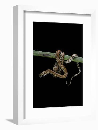 Elaphe Guttata Guttata (Corn Snake)-Paul Starosta-Framed Photographic Print