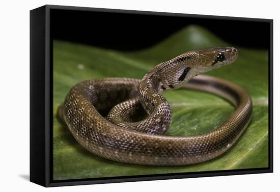 Elaphe Helena (Trinket Snake)-Paul Starosta-Framed Stretched Canvas