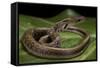 Elaphe Helena (Trinket Snake)-Paul Starosta-Framed Stretched Canvas