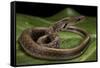 Elaphe Helena (Trinket Snake)-Paul Starosta-Framed Stretched Canvas