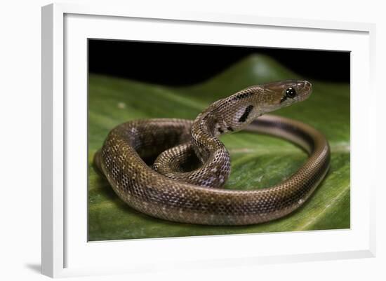 Elaphe Helena (Trinket Snake)-Paul Starosta-Framed Photographic Print