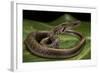 Elaphe Helena (Trinket Snake)-Paul Starosta-Framed Photographic Print