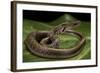 Elaphe Helena (Trinket Snake)-Paul Starosta-Framed Photographic Print