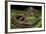 Elaphe Helena (Trinket Snake)-Paul Starosta-Framed Photographic Print