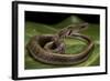 Elaphe Helena (Trinket Snake)-Paul Starosta-Framed Photographic Print