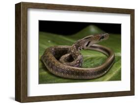 Elaphe Helena (Trinket Snake)-Paul Starosta-Framed Photographic Print