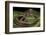 Elaphe Helena (Trinket Snake)-Paul Starosta-Framed Photographic Print