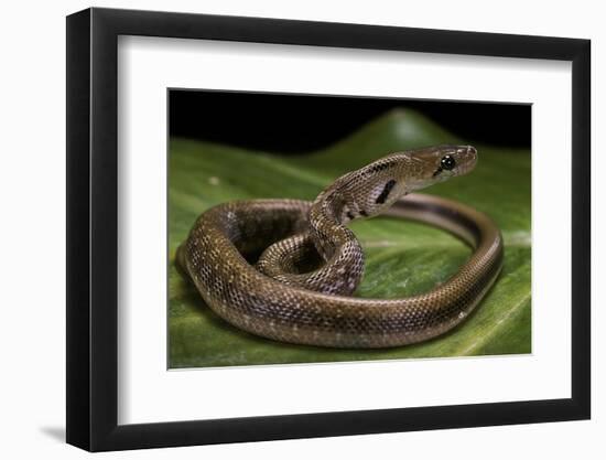 Elaphe Helena (Trinket Snake)-Paul Starosta-Framed Photographic Print