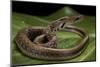 Elaphe Helena (Trinket Snake)-Paul Starosta-Mounted Photographic Print