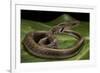 Elaphe Helena (Trinket Snake)-Paul Starosta-Framed Photographic Print