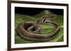 Elaphe Helena (Trinket Snake)-Paul Starosta-Framed Photographic Print