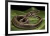 Elaphe Helena (Trinket Snake)-Paul Starosta-Framed Photographic Print