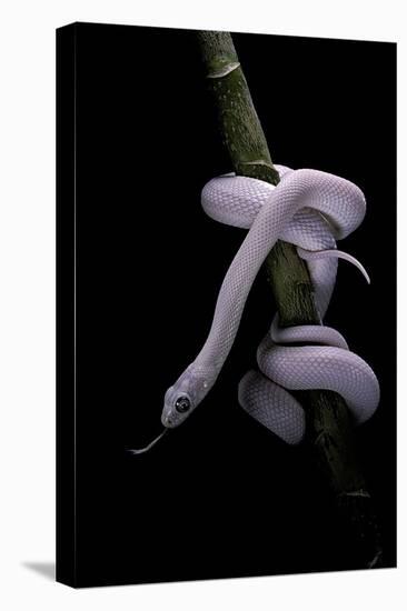 Elaphe Obsoleta Lindheimeri F. Leucistic (Texas Rat Snake)-Paul Starosta-Stretched Canvas