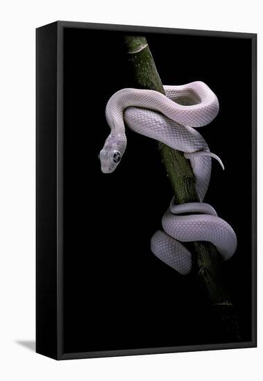 Elaphe Obsoleta Lindheimeri F. Leucistic (Texas Rat Snake)-Paul Starosta-Framed Stretched Canvas