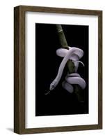 Elaphe Obsoleta Lindheimeri F. Leucistic (Texas Rat Snake)-Paul Starosta-Framed Photographic Print