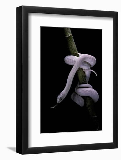 Elaphe Obsoleta Lindheimeri F. Leucistic (Texas Rat Snake)-Paul Starosta-Framed Photographic Print