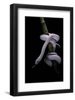 Elaphe Obsoleta Lindheimeri F. Leucistic (Texas Rat Snake)-Paul Starosta-Framed Photographic Print