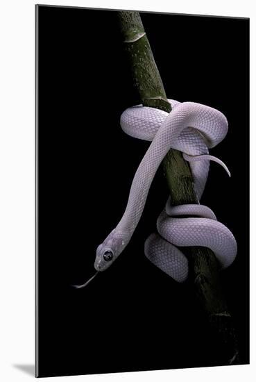 Elaphe Obsoleta Lindheimeri F. Leucistic (Texas Rat Snake)-Paul Starosta-Mounted Photographic Print