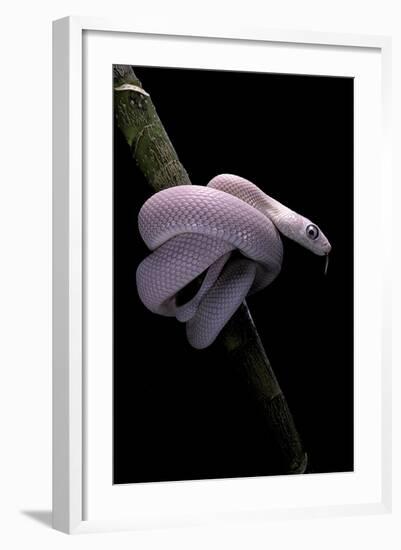 Elaphe Obsoleta Lindheimeri F. Leucistic (Texas Rat Snake)-Paul Starosta-Framed Photographic Print