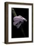 Elaphe Obsoleta Lindheimeri F. Leucistic (Texas Rat Snake)-Paul Starosta-Framed Photographic Print