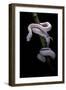 Elaphe Obsoleta Lindheimeri F. Leucistic (Texas Rat Snake)-Paul Starosta-Framed Photographic Print