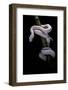 Elaphe Obsoleta Lindheimeri F. Leucistic (Texas Rat Snake)-Paul Starosta-Framed Photographic Print
