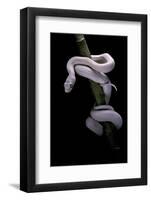 Elaphe Obsoleta Lindheimeri F. Leucistic (Texas Rat Snake)-Paul Starosta-Framed Photographic Print