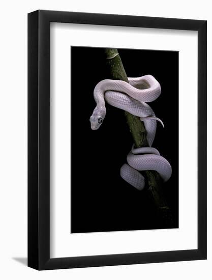 Elaphe Obsoleta Lindheimeri F. Leucistic (Texas Rat Snake)-Paul Starosta-Framed Photographic Print