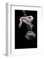 Elaphe Obsoleta Lindheimeri F. Leucistic (Texas Rat Snake)-Paul Starosta-Framed Photographic Print