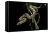 Elaphe Obsoleta Quadrivittata (Yellow Rat Snake)-Paul Starosta-Framed Stretched Canvas