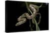 Elaphe Obsoleta Quadrivittata (Yellow Rat Snake)-Paul Starosta-Stretched Canvas