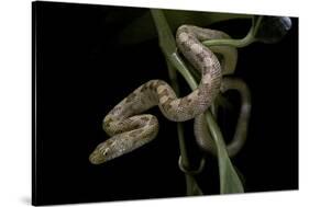 Elaphe Obsoleta Quadrivittata (Yellow Rat Snake)-Paul Starosta-Stretched Canvas