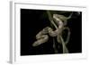 Elaphe Obsoleta Quadrivittata (Yellow Rat Snake)-Paul Starosta-Framed Photographic Print