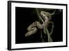 Elaphe Obsoleta Quadrivittata (Yellow Rat Snake)-Paul Starosta-Framed Photographic Print