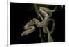 Elaphe Obsoleta Quadrivittata (Yellow Rat Snake)-Paul Starosta-Framed Photographic Print