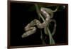 Elaphe Obsoleta Quadrivittata (Yellow Rat Snake)-Paul Starosta-Framed Photographic Print