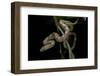 Elaphe Obsoleta Quadrivittata (Yellow Rat Snake)-Paul Starosta-Framed Photographic Print