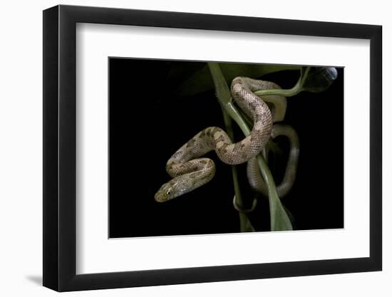 Elaphe Obsoleta Quadrivittata (Yellow Rat Snake)-Paul Starosta-Framed Photographic Print