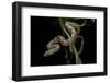 Elaphe Obsoleta Quadrivittata (Yellow Rat Snake)-Paul Starosta-Framed Photographic Print