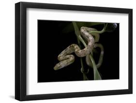 Elaphe Obsoleta Quadrivittata (Yellow Rat Snake)-Paul Starosta-Framed Photographic Print