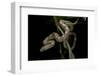 Elaphe Obsoleta Quadrivittata (Yellow Rat Snake)-Paul Starosta-Framed Photographic Print