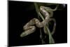 Elaphe Obsoleta Quadrivittata (Yellow Rat Snake)-Paul Starosta-Mounted Photographic Print