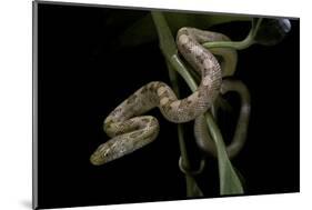 Elaphe Obsoleta Quadrivittata (Yellow Rat Snake)-Paul Starosta-Mounted Photographic Print