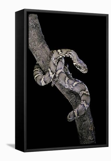 Elaphe Schrencki Schrencki (Amur Rat Snake)-Paul Starosta-Framed Stretched Canvas