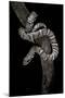 Elaphe Schrencki Schrencki (Amur Rat Snake)-Paul Starosta-Mounted Photographic Print